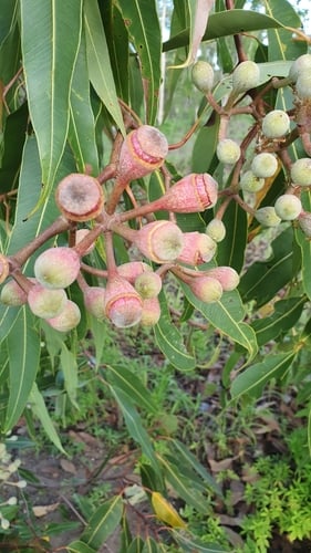 Corymbia ptychocarpa (Swamp Bloodwood) — photo