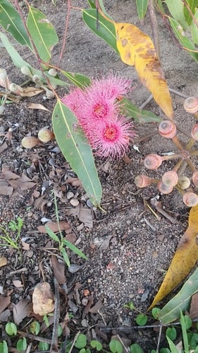 Corymbia ptychocarpa (Swamp Bloodwood) — photo