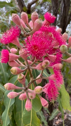 Corymbia ptychocarpa