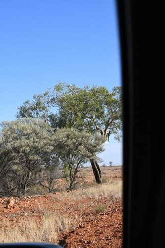 Corymbia terminalis (Inland Bloodwood) — photo