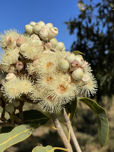 Corymbia terminalis