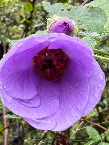 Corynabutilon ochsenii — photo