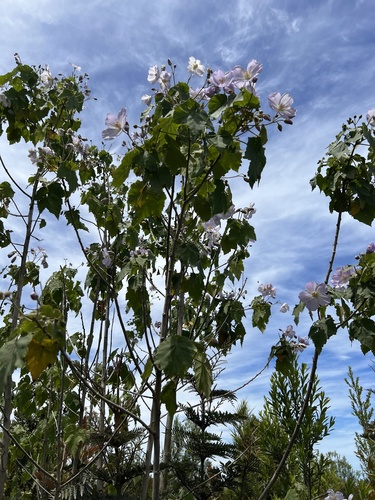Corynabutilon vitifolium — photo