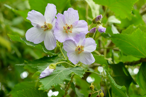 Corynabutilon vitifolium