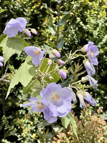 Corynabutilon vitifolium — photo
