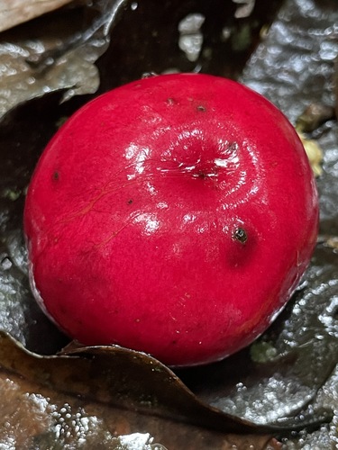 Corynocarpus cribbianus (Mundroi) — photo