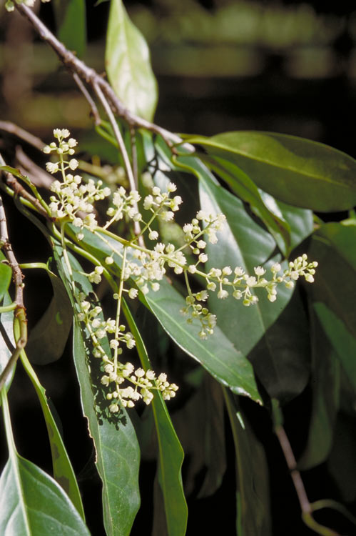 Corynocarpus cribbianus (Mundroi) — photo