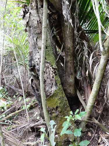 Corynocarpus laevigatus (Karaka) — photo