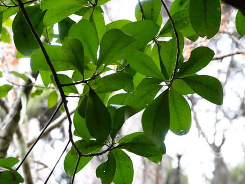 Corynocarpus laevigatus (Karaka) — photo
