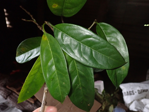 Corynocarpus similis — photo