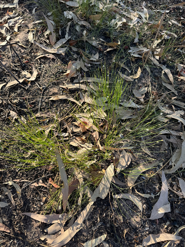 Corynotheca lateriflora — photo