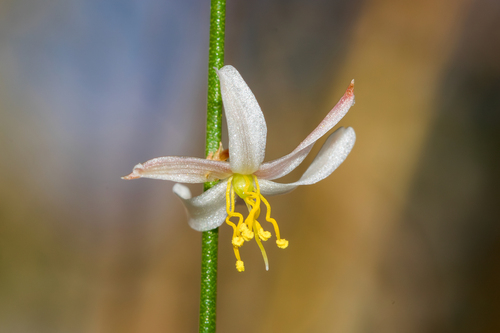 Corynotheca lateriflora