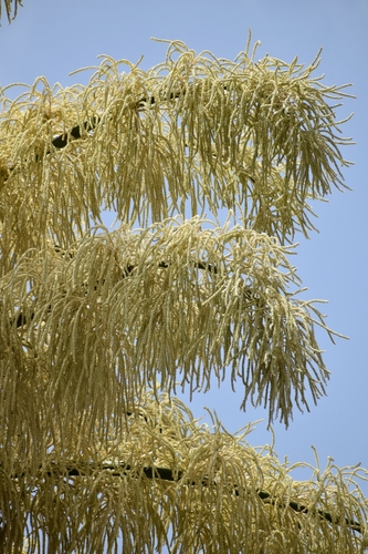 Corypha umbraculifera (Talipot palm) — photo