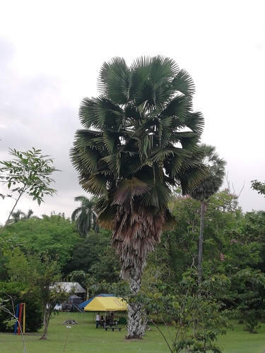 Corypha umbraculifera