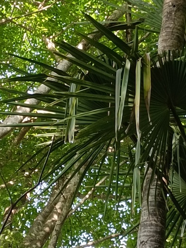 Corypha utan (Corypha palm) — photo