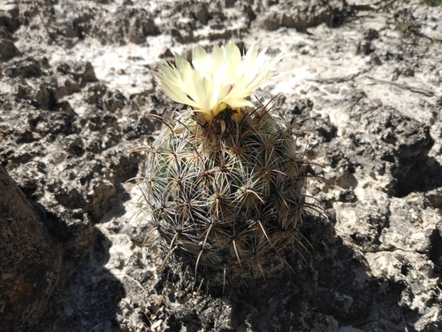 Coryphantha pallida (Pale coryphantha) — photo