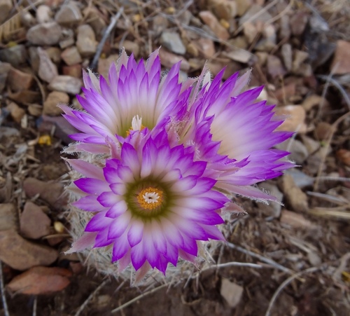 Coryphantha vivipara (Nipple cactus) — photo