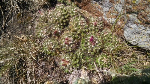 Coryphantha vivipara (Nipple cactus) — photo