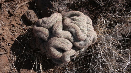 Coryphantha vivipara