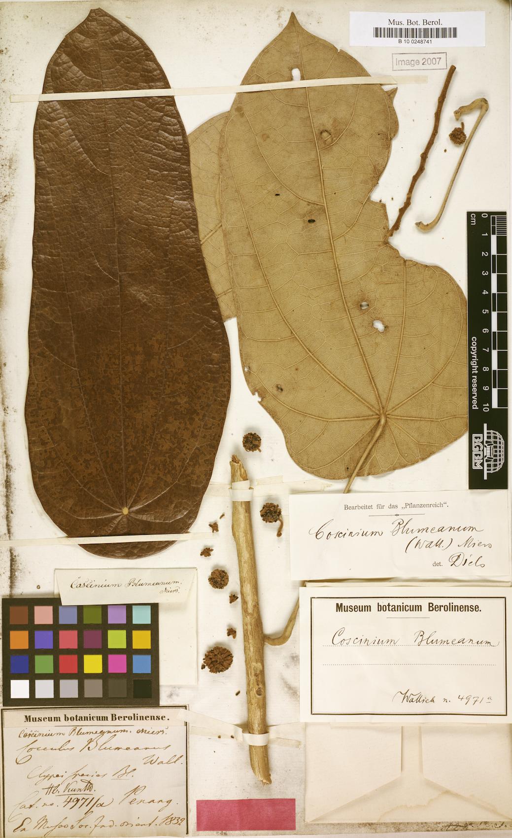 Coscinium blumeanum (Mengkunyit) — photo