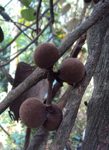 Coscinium fenestratum (False calumba) — photo