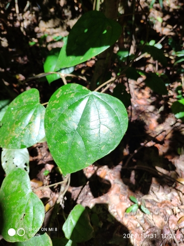 Coscinium fenestratum (False calumba) — photo