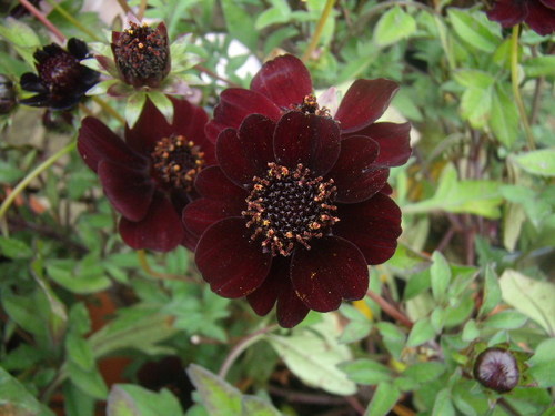 Cosmos atrosanguineus (Black cosmos) — photo
