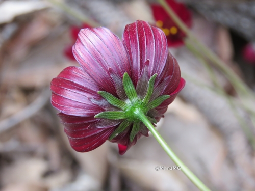 Cosmos atrosanguineus (Black cosmos) — photo