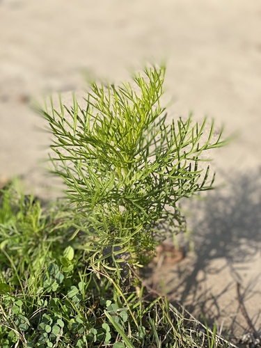 Cosmos bipinnatus — photo