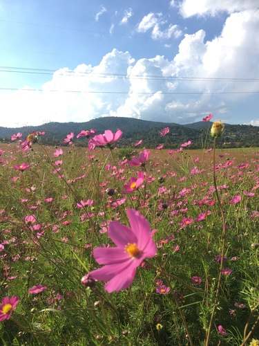 Cosmos bipinnatus — photo