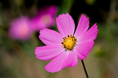 Cosmos bipinnatus