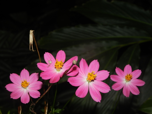Cosmos caudatus (Wild cosmos) — photo