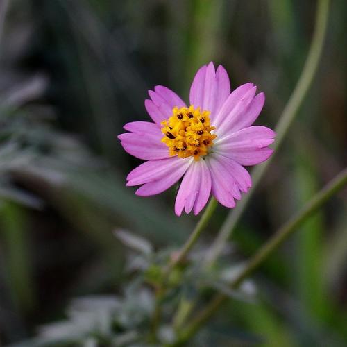 Cosmos caudatus (Wild cosmos) — photo