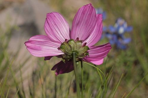 Cosmos peucedanifolius — photo