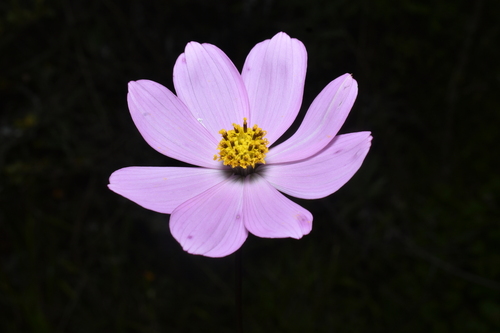 Cosmos peucedanifolius — photo