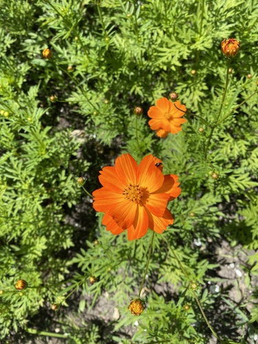Cosmos sulphureus (Yellow cosmos) — photo