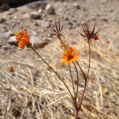 Cosmos sulphureus (Yellow cosmos) — photo