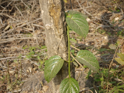 Cosmostigma cordatum (Green milkweed creeper) — photo