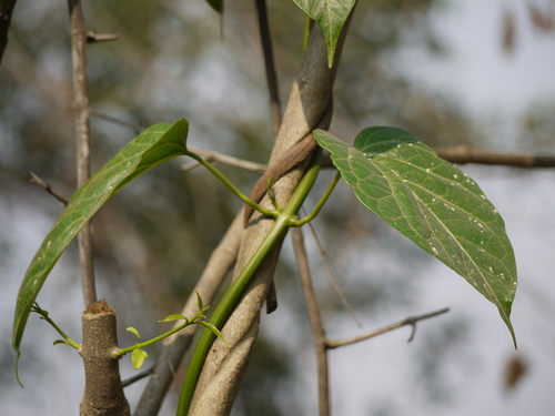 Cosmostigma cordatum