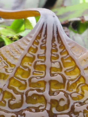 Costaria costata (Sujime) — photo
