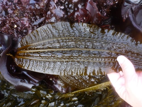 Costaria costata