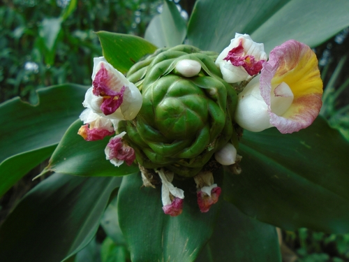 Costus afer (Ginger lily) — photo