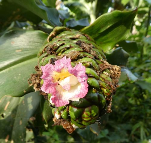 Costus afer (Ginger lily) — photo