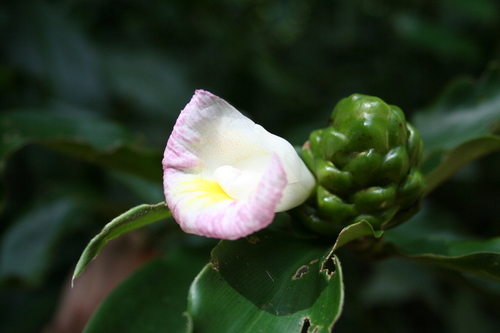 Costus afer
