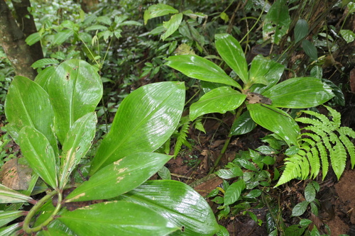 Costus amazonicus — photo