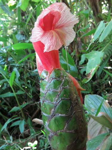 Costus amazonicus