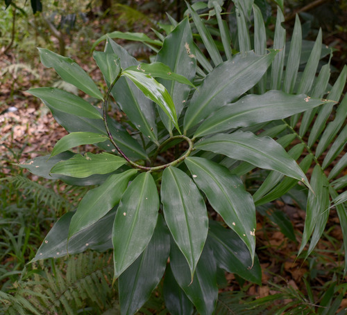 Costus dubius (Showy costus) — photo