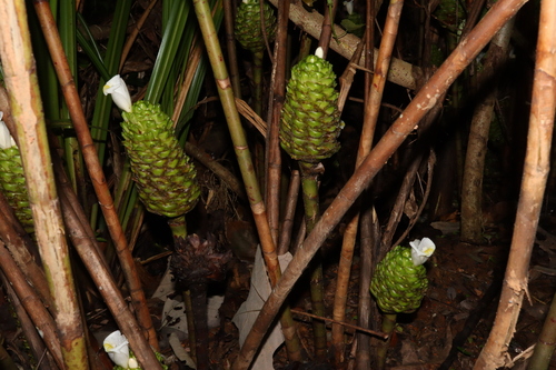 Costus dubius (Showy costus) — photo