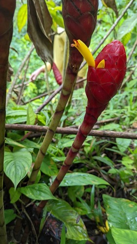 Costus erythrocoryne (Red spiral costus) — photo