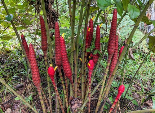 Costus erythrocoryne (Red spiral costus) — photo
